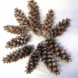 Eastern white natural pine cone, set of 25